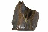 Edmontosaurus (Duck-Billed Dinosaur) Shed Tooth #91389-1